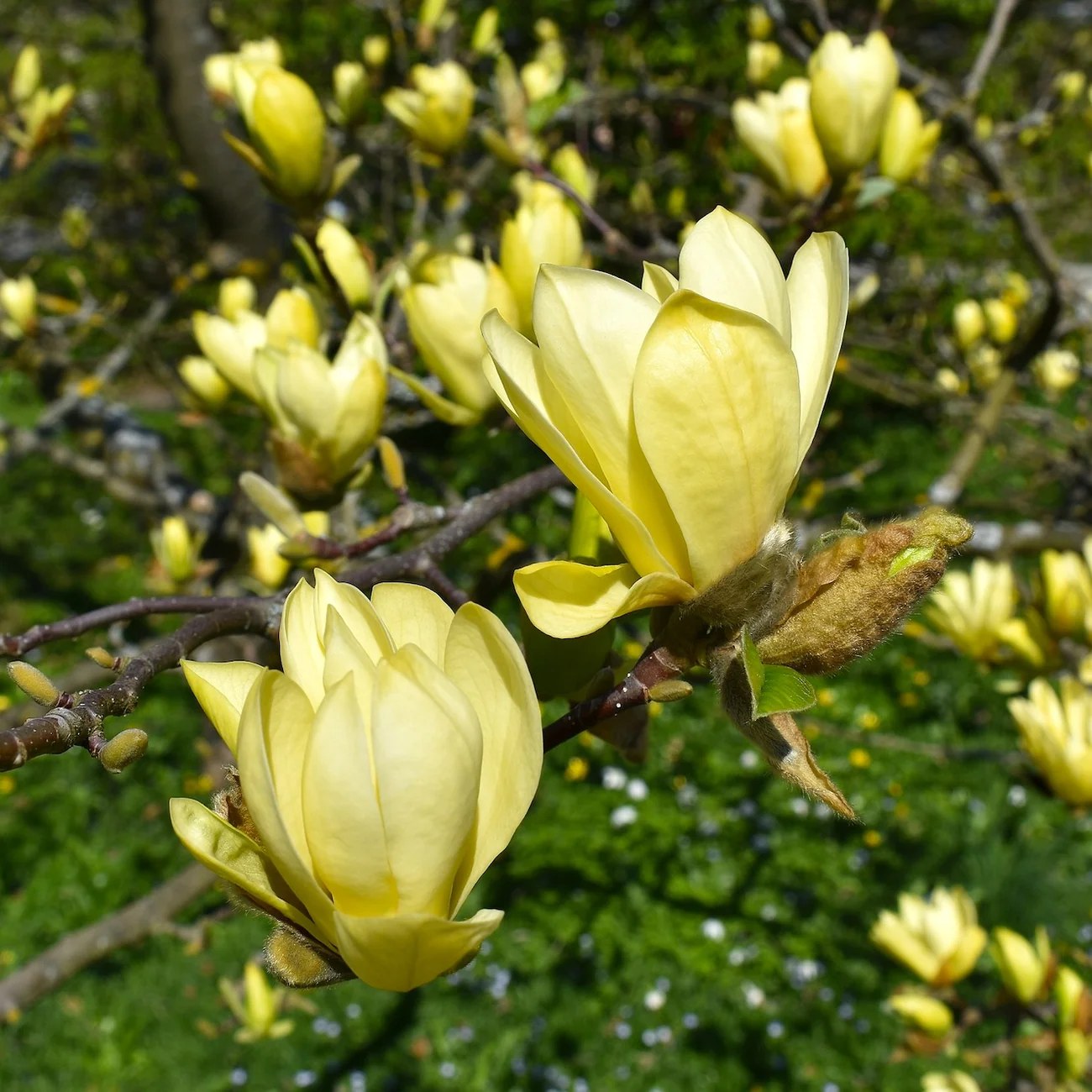 Foto van Magnolia ‘Sunburst’