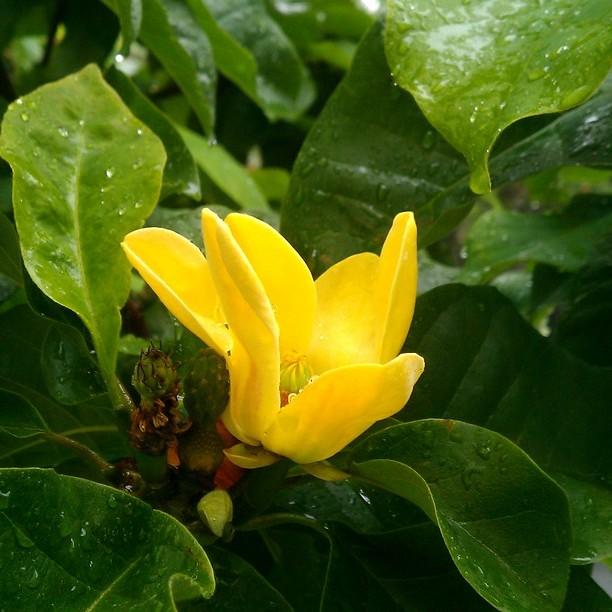 Foto van Magnolia ‘Yellow Bird’