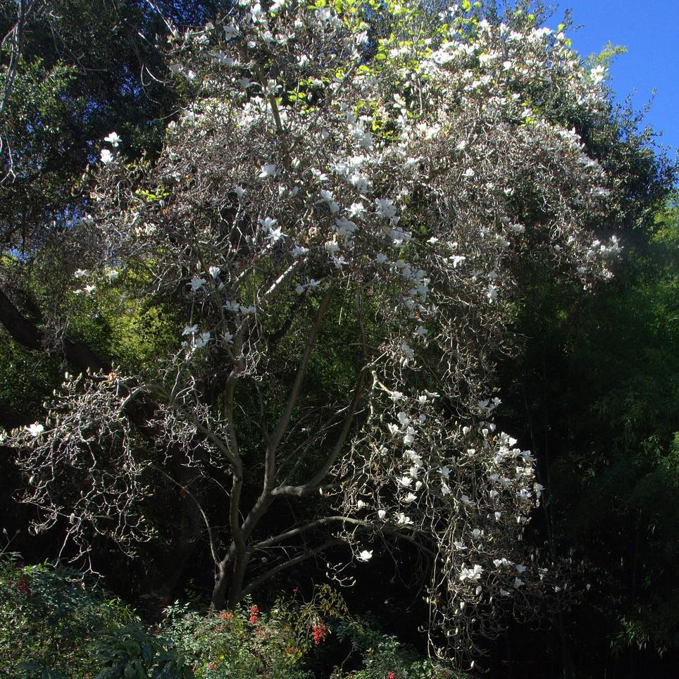 Foto van Oosterse magnolia