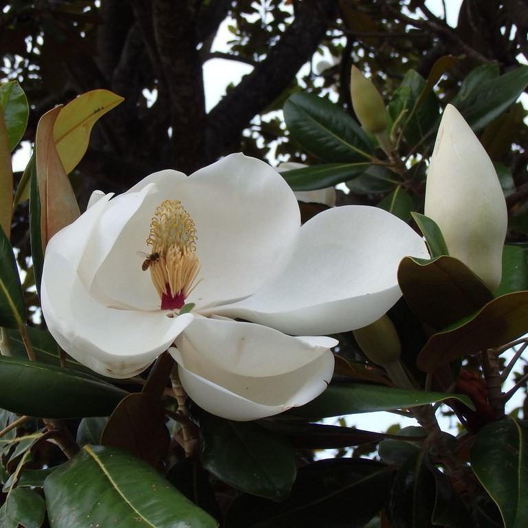 Foto van Zuidelijke magnolia