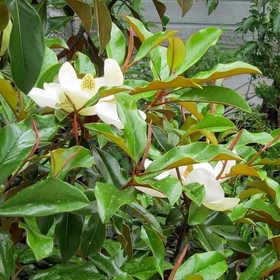 Foto van Magnolia grandiflora ‘Bracken's Brown Beauty’