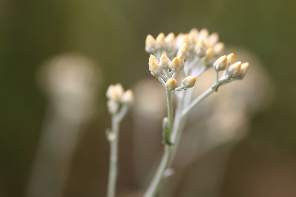 Foto van Kerrieplant