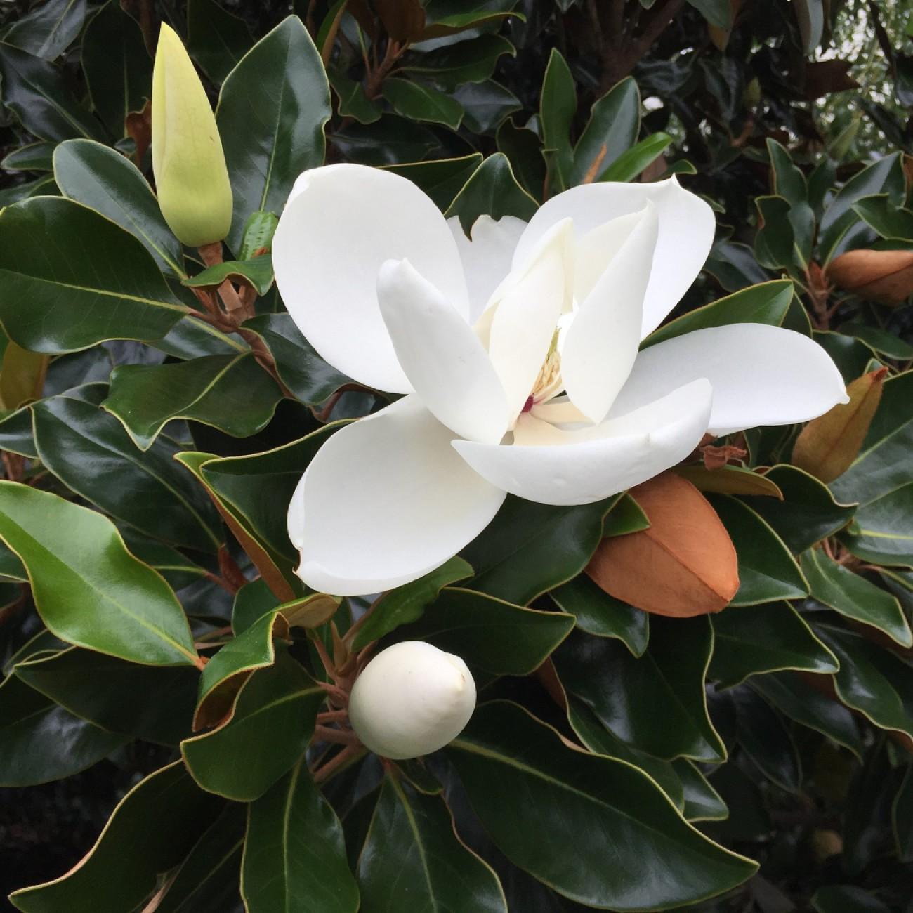 Foto van Magnoliaboom ‘Little Gem’