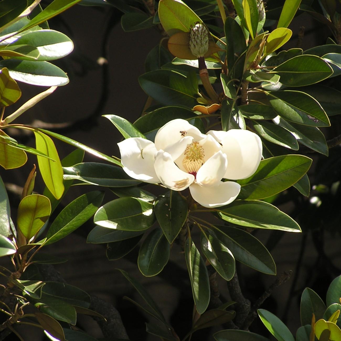 Foto van Magnolia ‘Southern Charm’