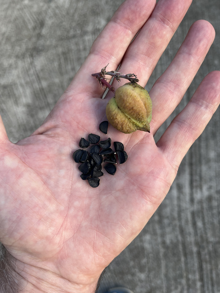 Foto van Rode yucca