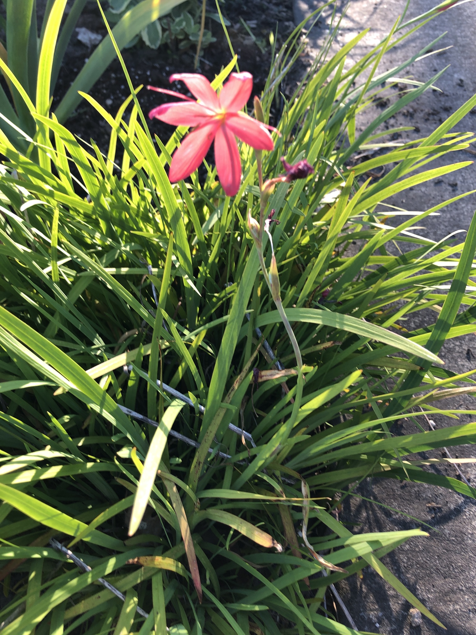 Foto van Moerasgladiool
