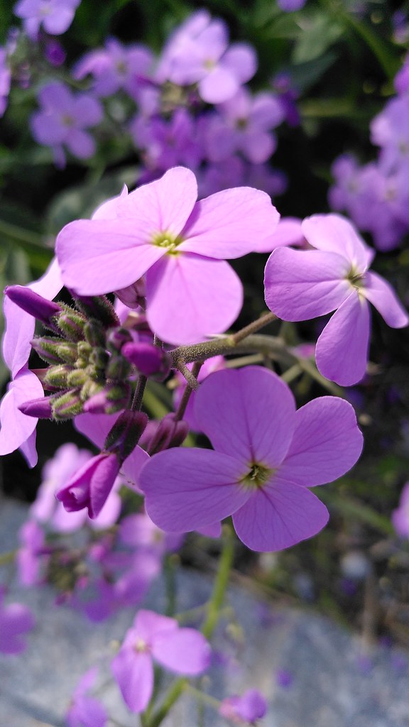 Foto van Damastbloem