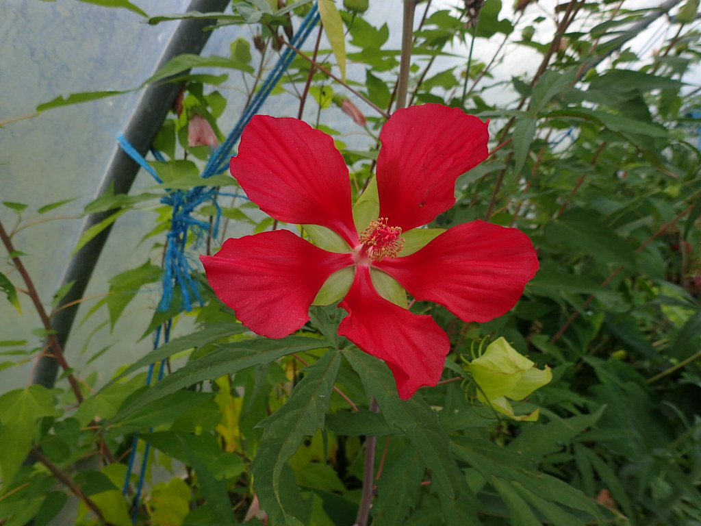 Foto van Scharlaken hibiscus