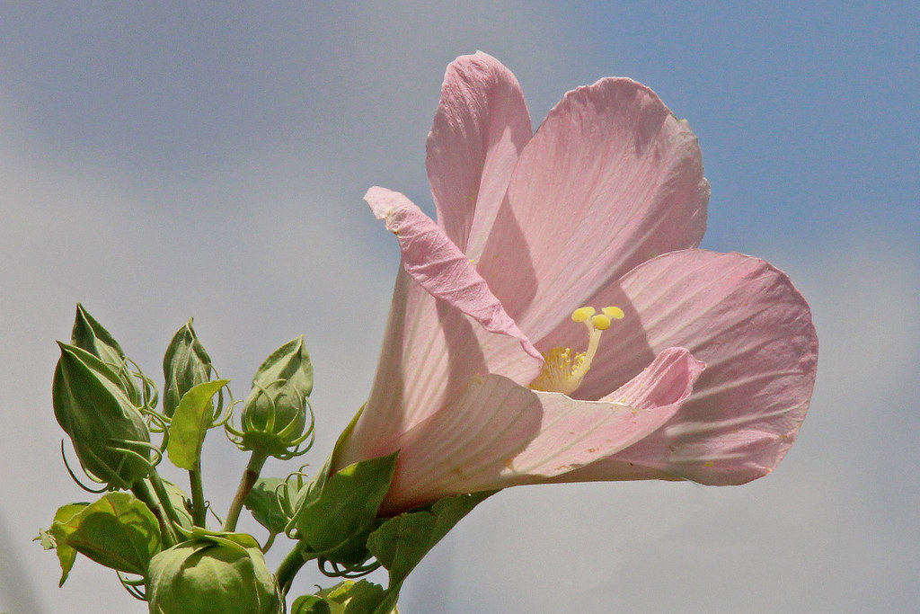 Foto van Grootbloemige hibiscus