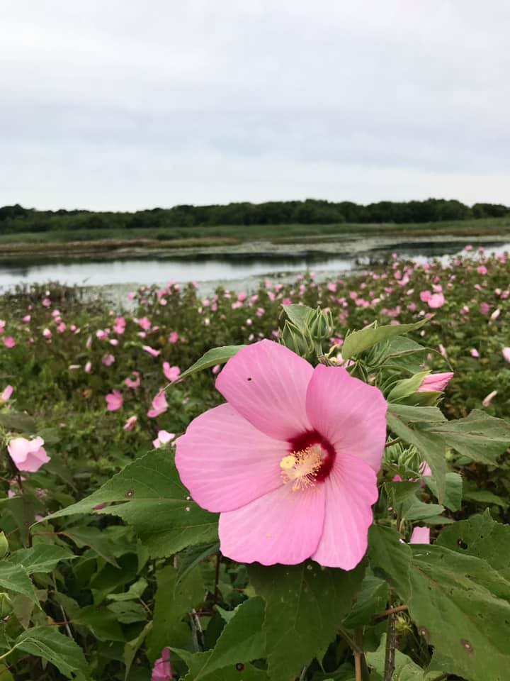 Foto van Moerashibiscus