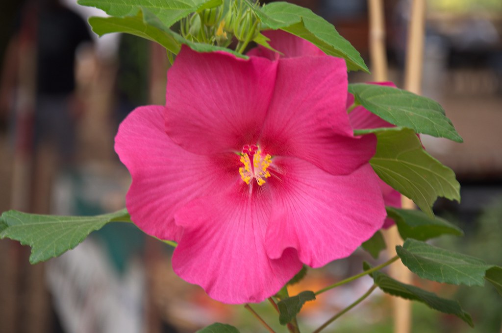 Foto van Verkleurende hibiscus