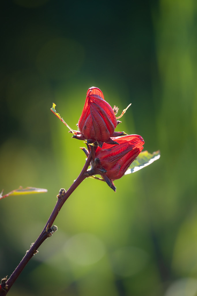Foto van Roselle