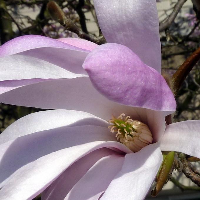 Foto van Magnolia ‘Leonard Messel’