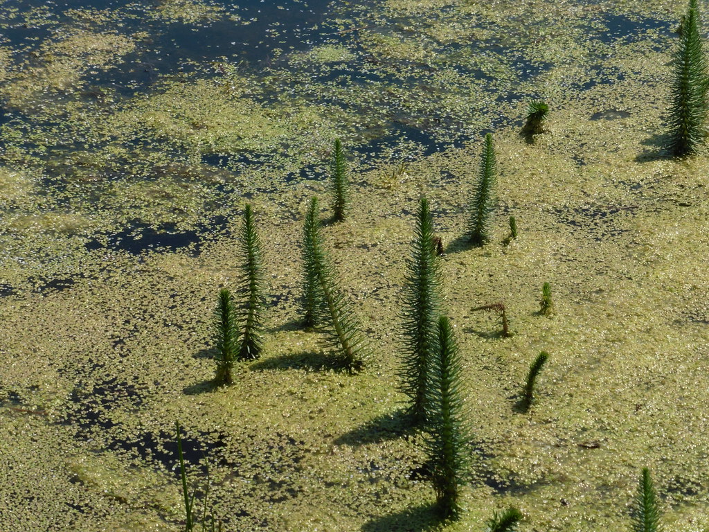 Foto van Lidsteng