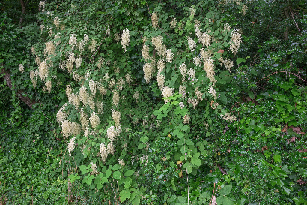 Foto van Pluimspirea
