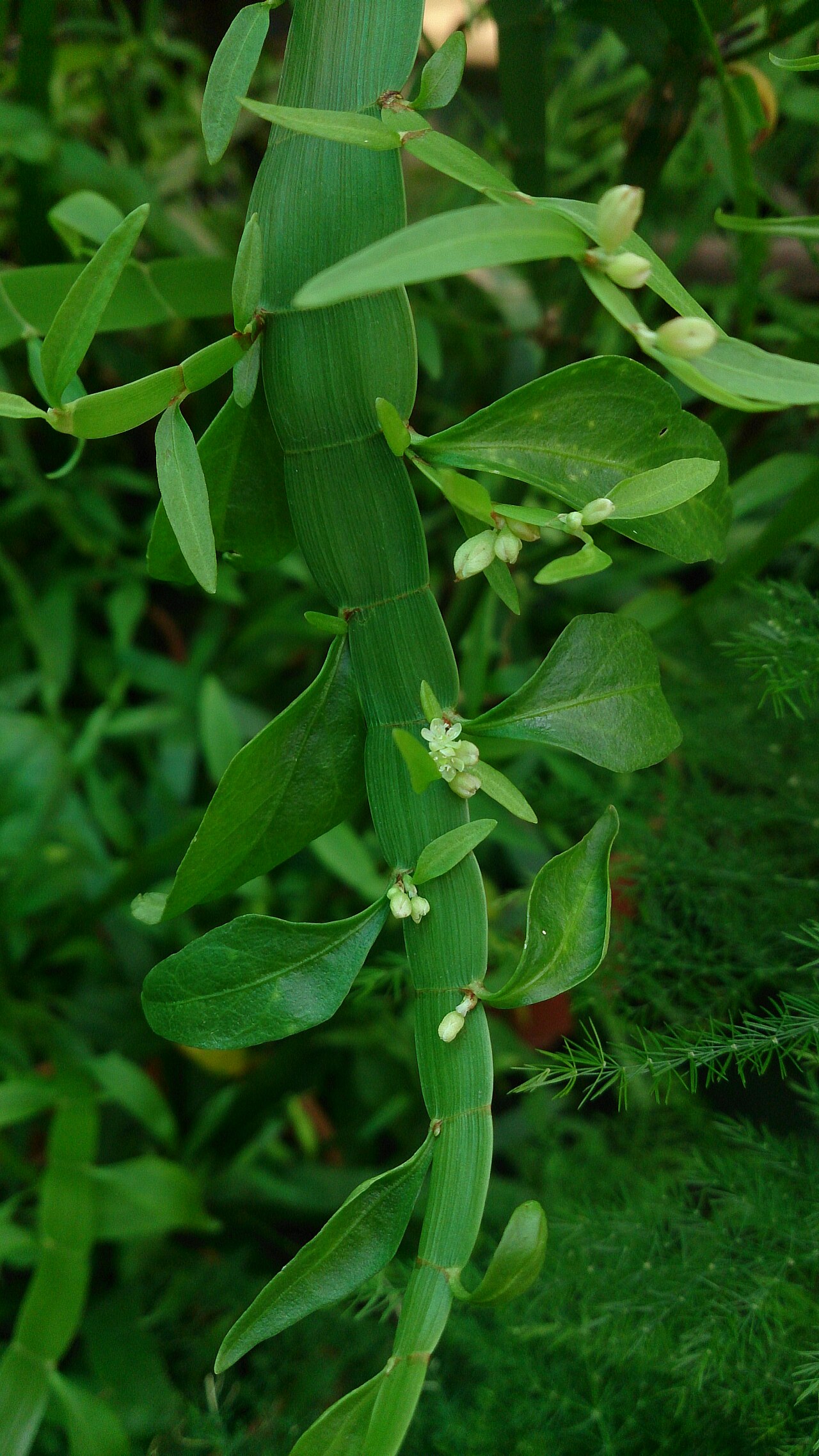 Foto van Lintwormplant