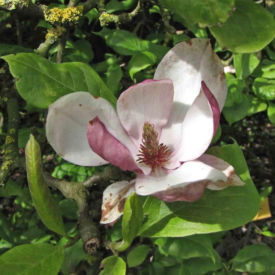 Foto van Rustica Rubra Magnolia
