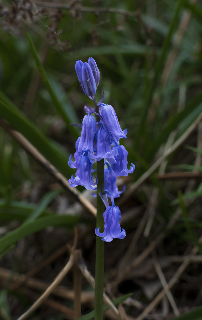 Foto van Wilde hyacint