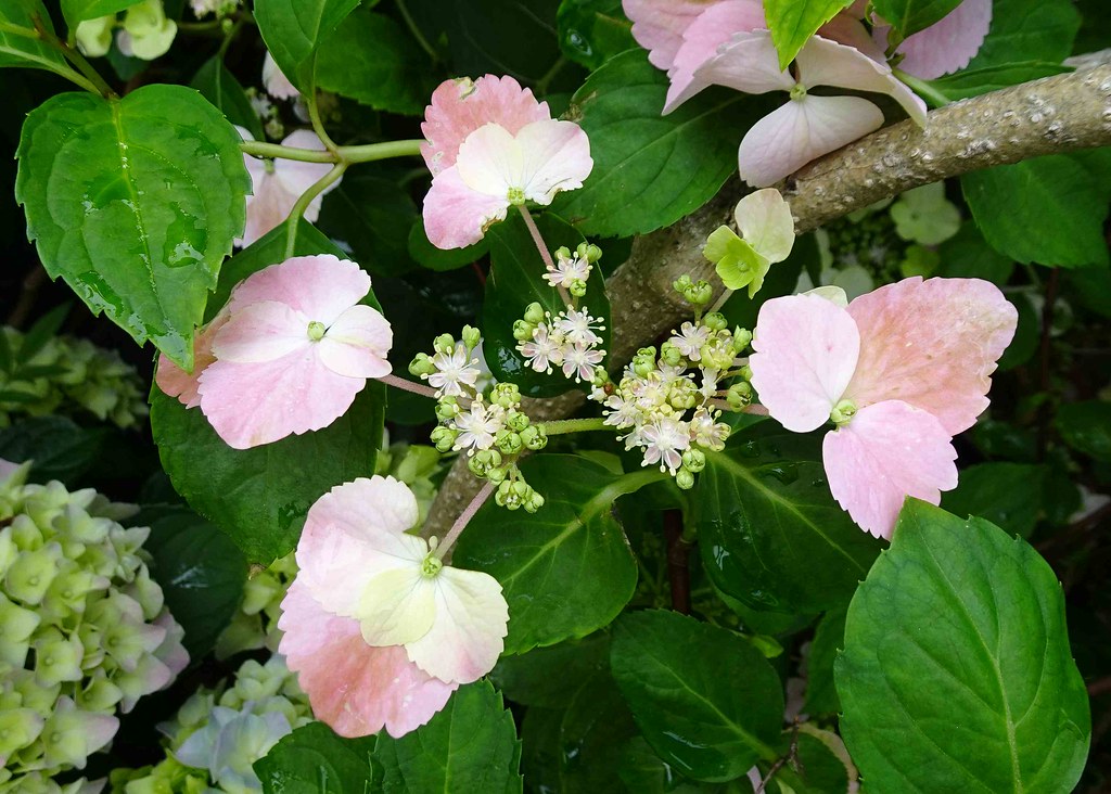 Foto van Klimhortensia