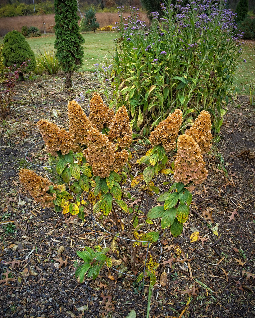 Foto van Pluimhortensia