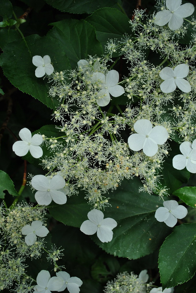 Foto van Klimhortensia