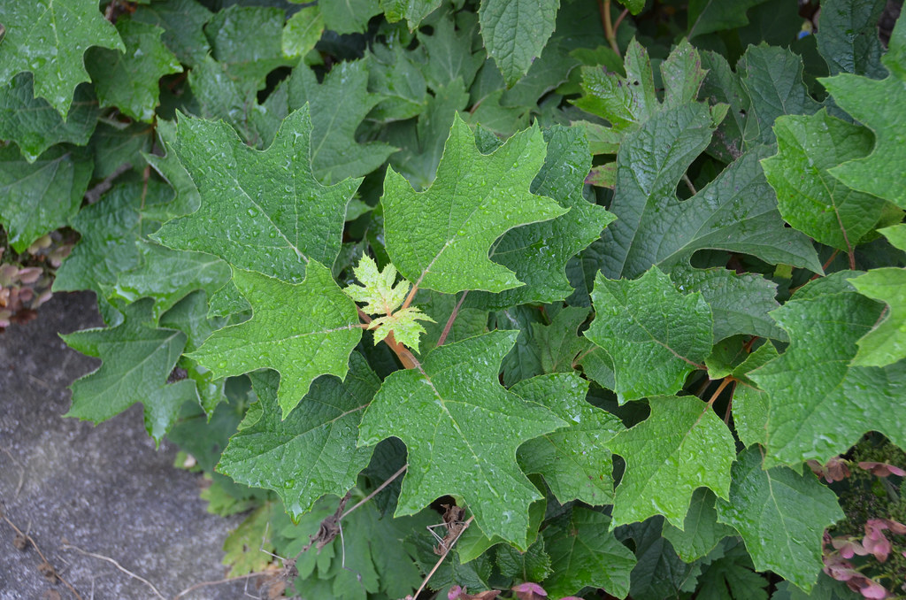 Foto van Eikenbladhortensia