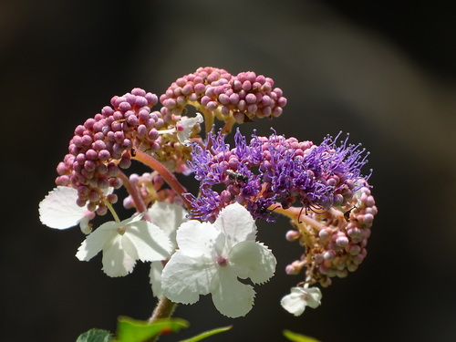 Foto van Fluweelhortensia