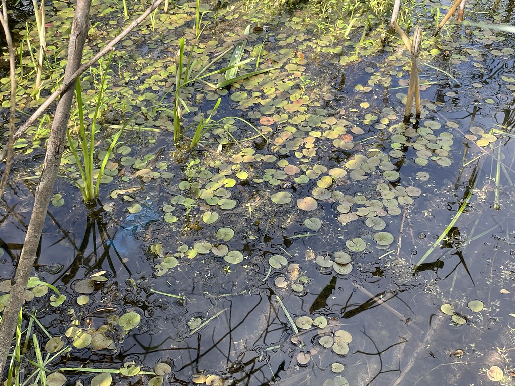 Foto van Kikkerbeet