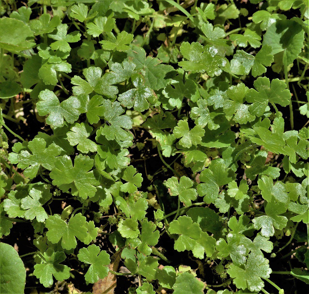 Foto van Dwergwaternavel