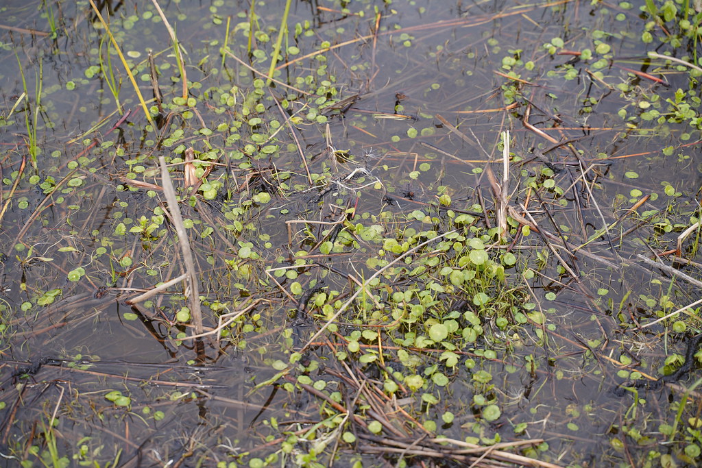 Foto van Gewone waternavel