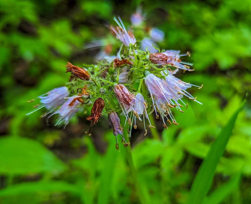 Foto van Waterblad