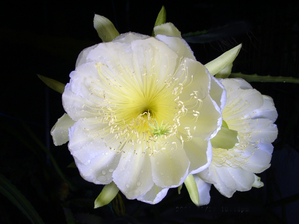 Foto van Gele pitahaya