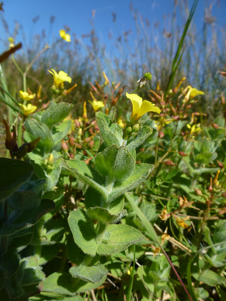 Foto van Moerashertshooi