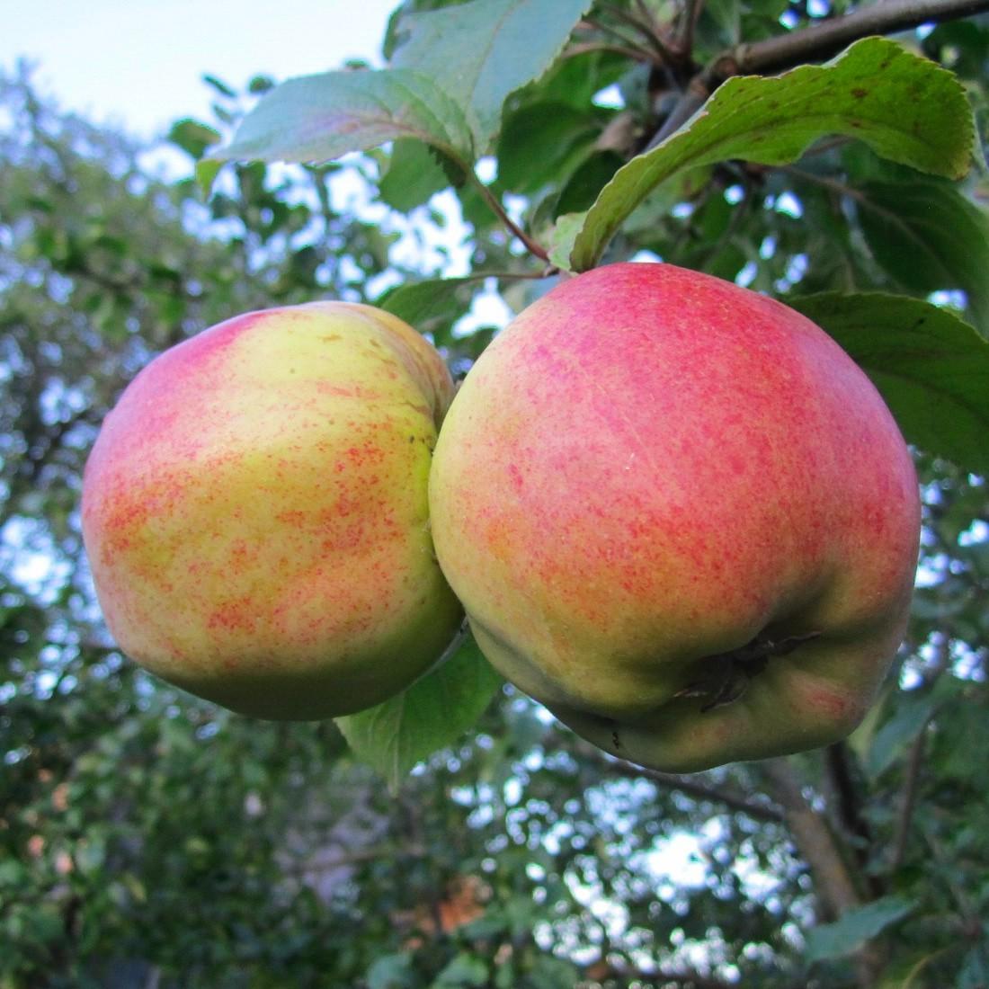 Foto van Appel ‘Cortland’