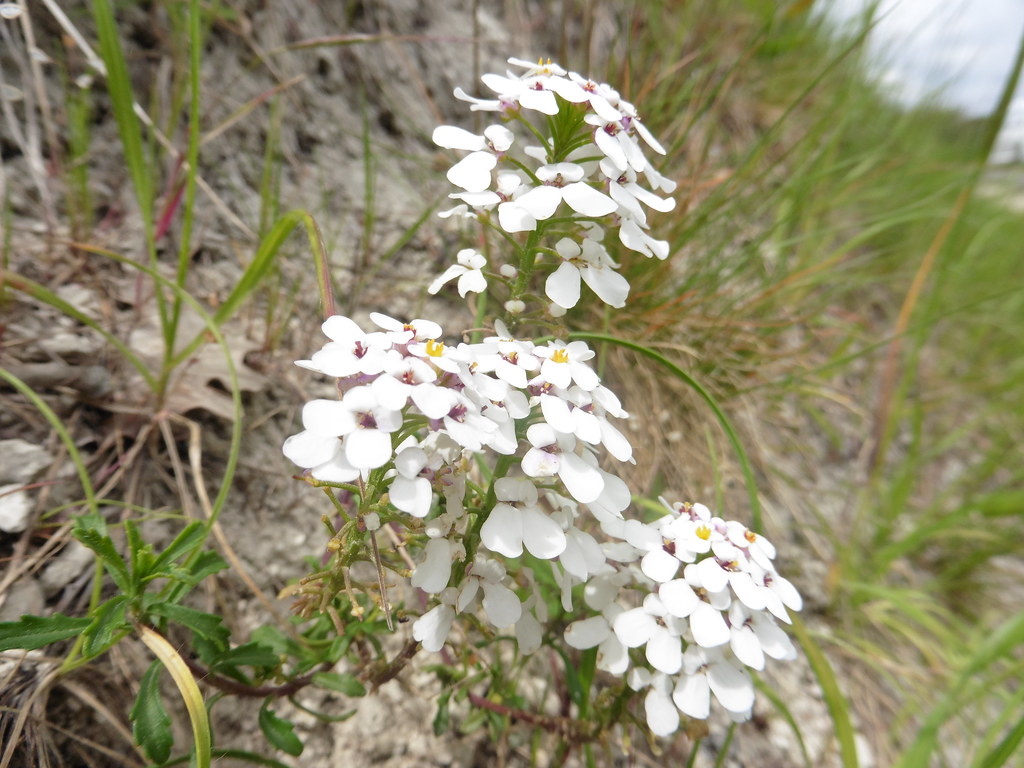 Foto van Bittere scheefbloem