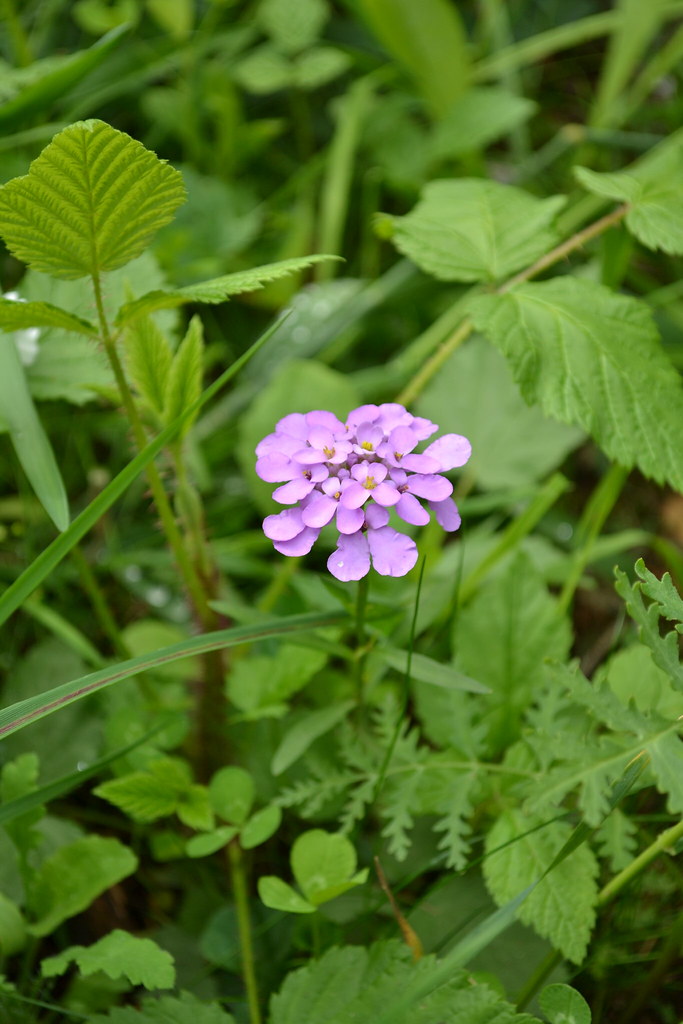 Foto van Schermscheefbloem