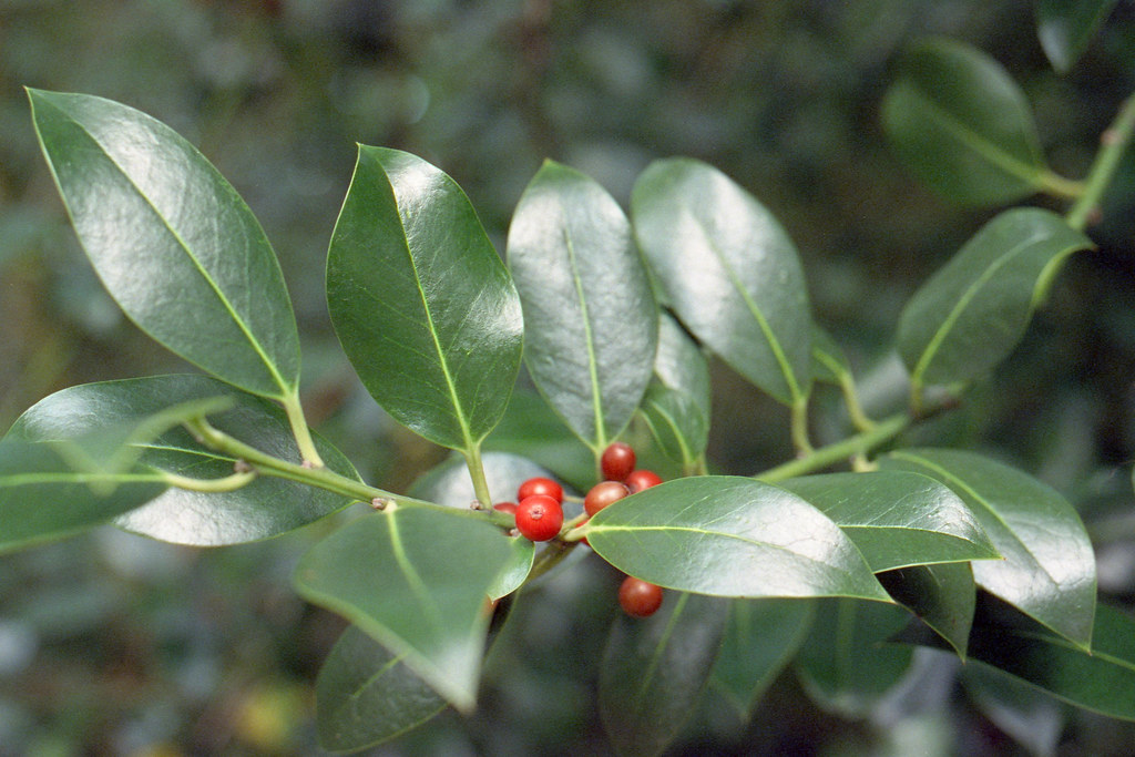 Foto van Hulst