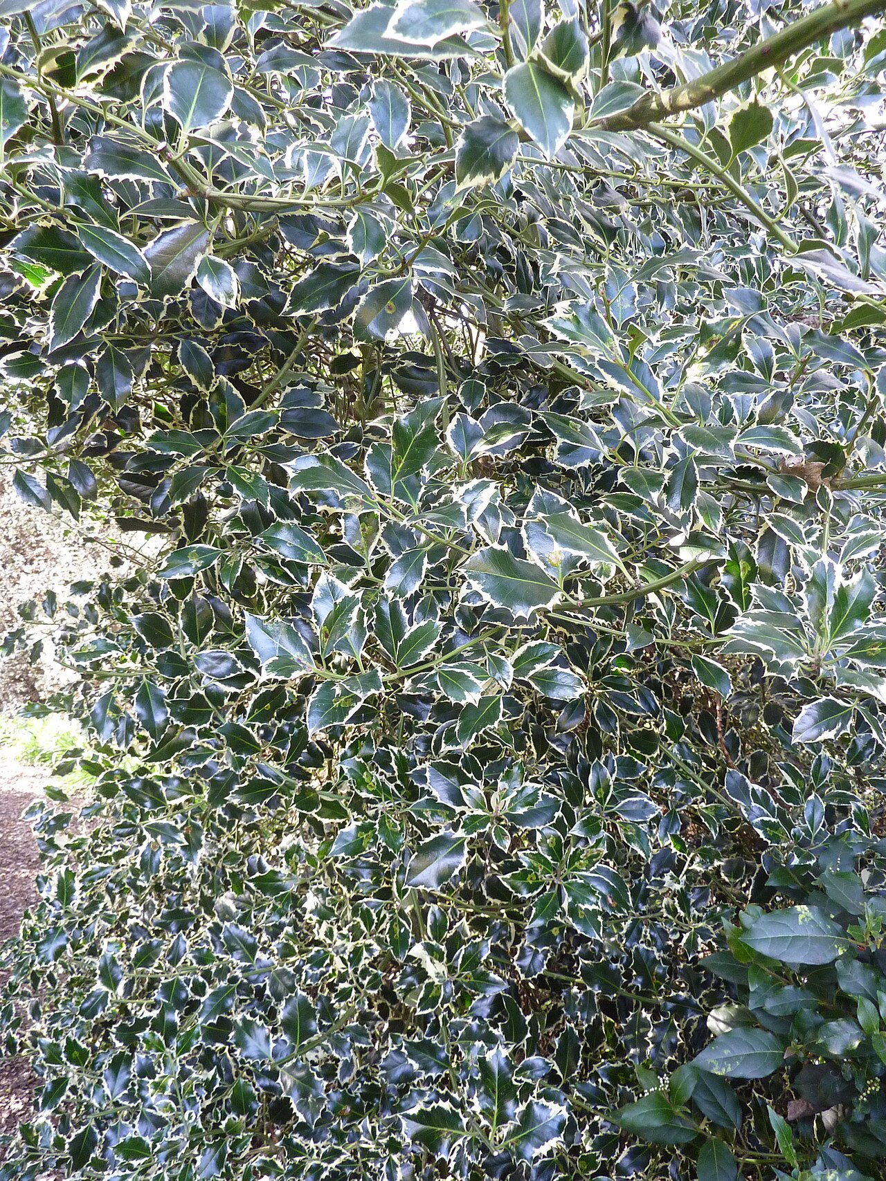 Foto van Zilvergerande hulst ‘Argentea Marginata’