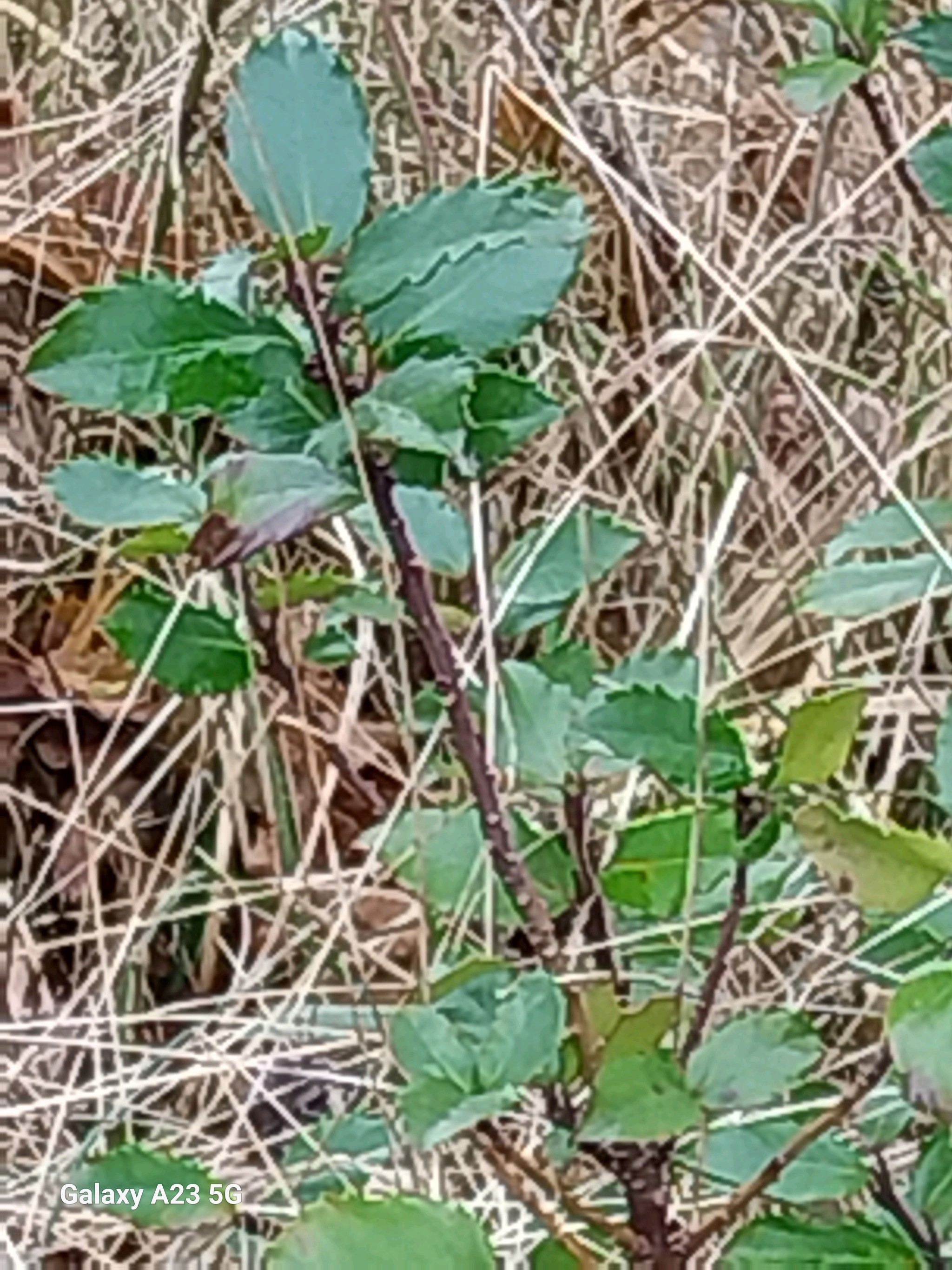 Foto van Blauwe hulst