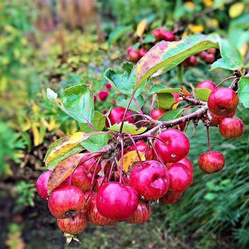Foto van Appel ‘Dolgo’