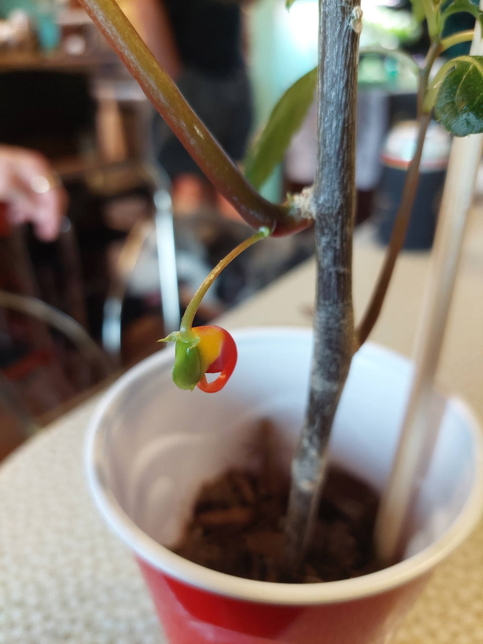 Foto van Papegaaibloem