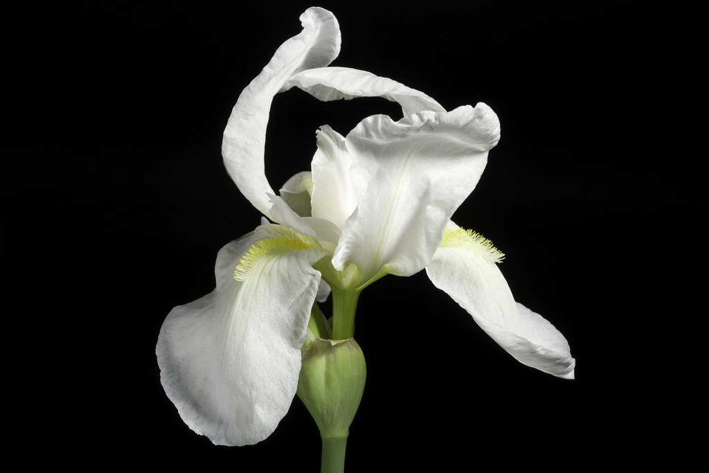 Foto van Florentijnse lis ‘Florentina’