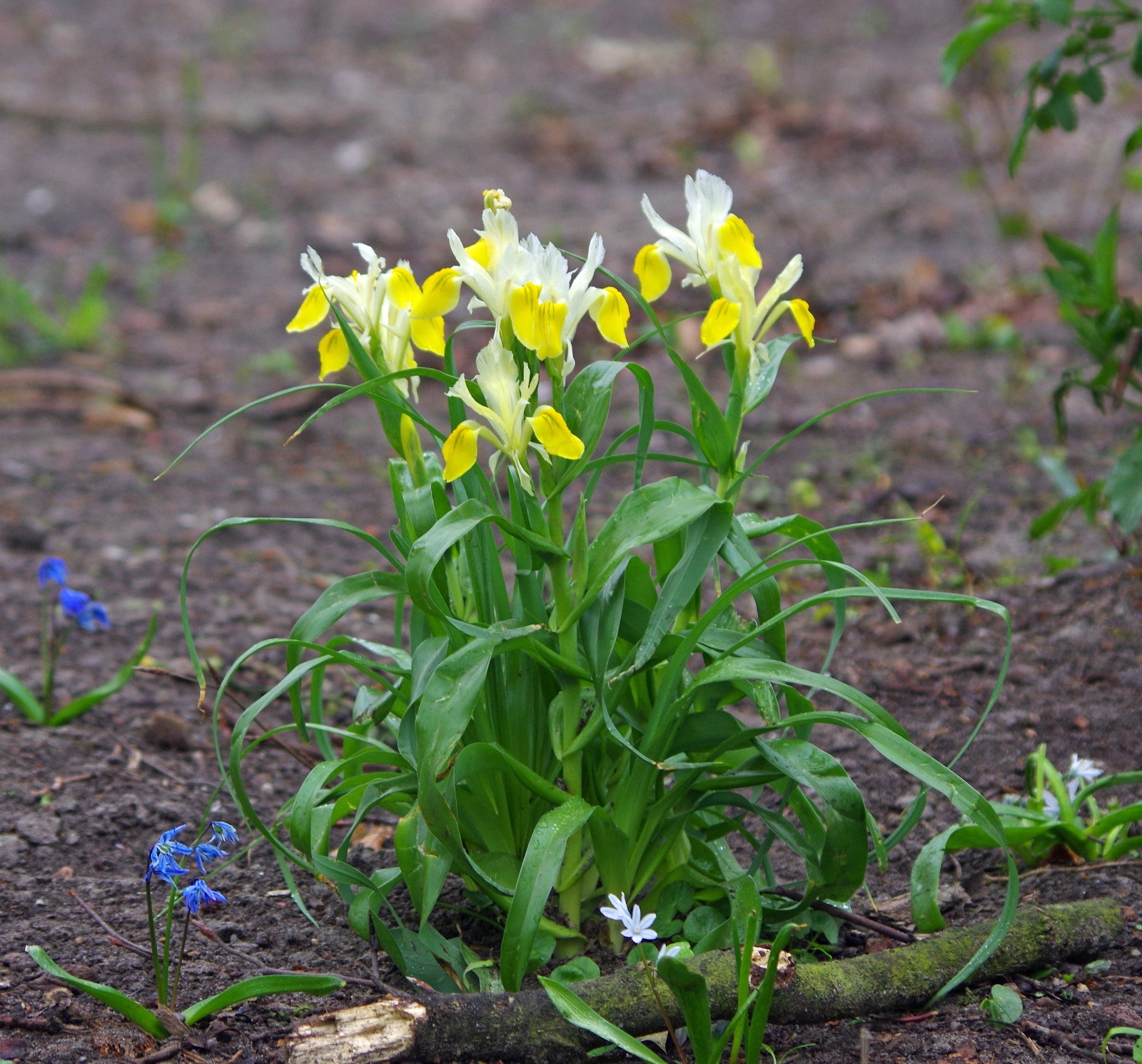 Foto van Gewei-iris