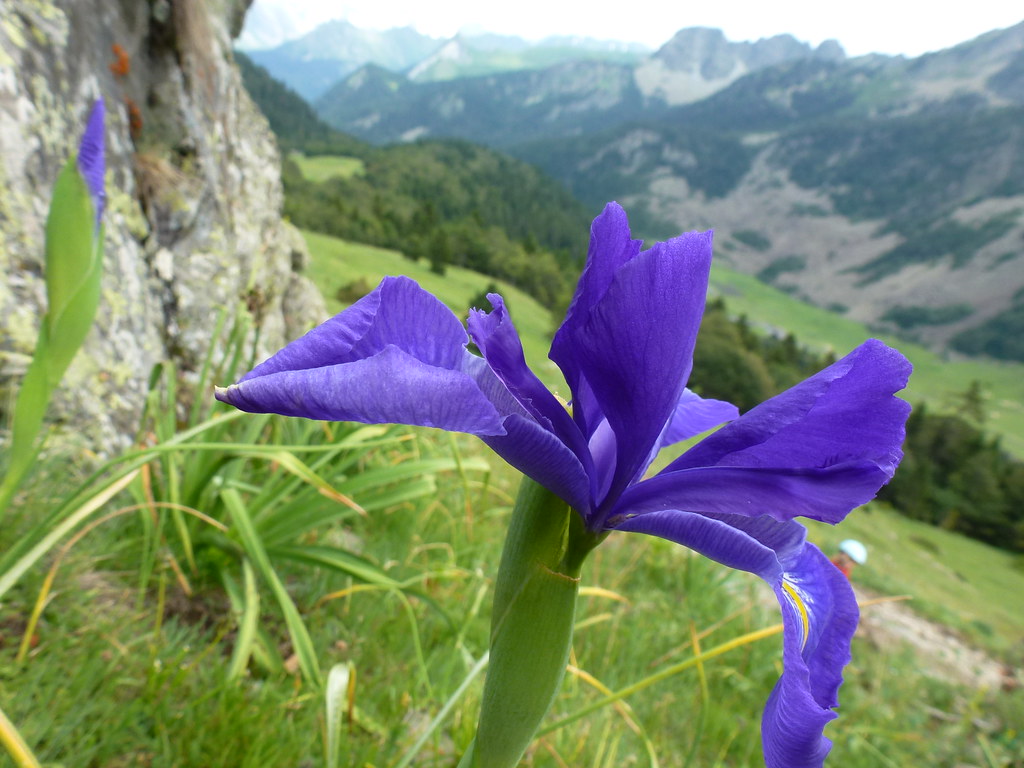 Foto van Engelse iris