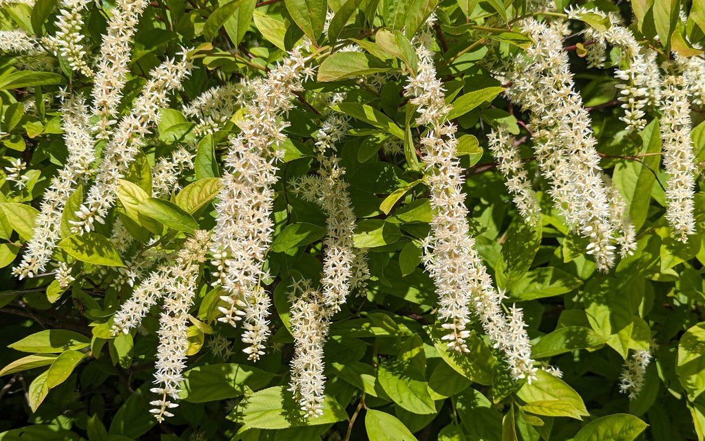 Foto van Bloemwilg