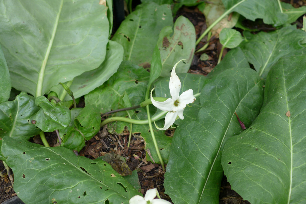 Foto van Sterbloem