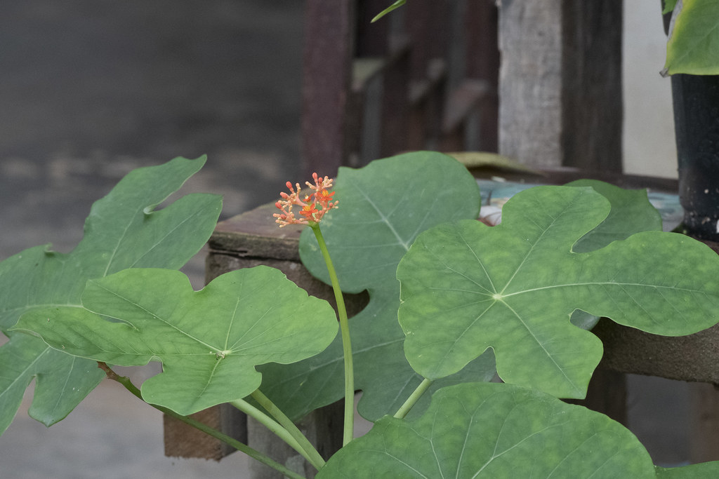 Foto van Flessenplant