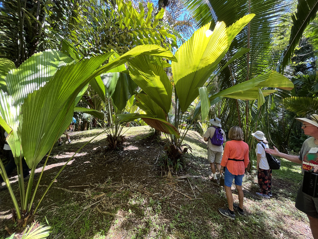 Foto van Joey-palm
