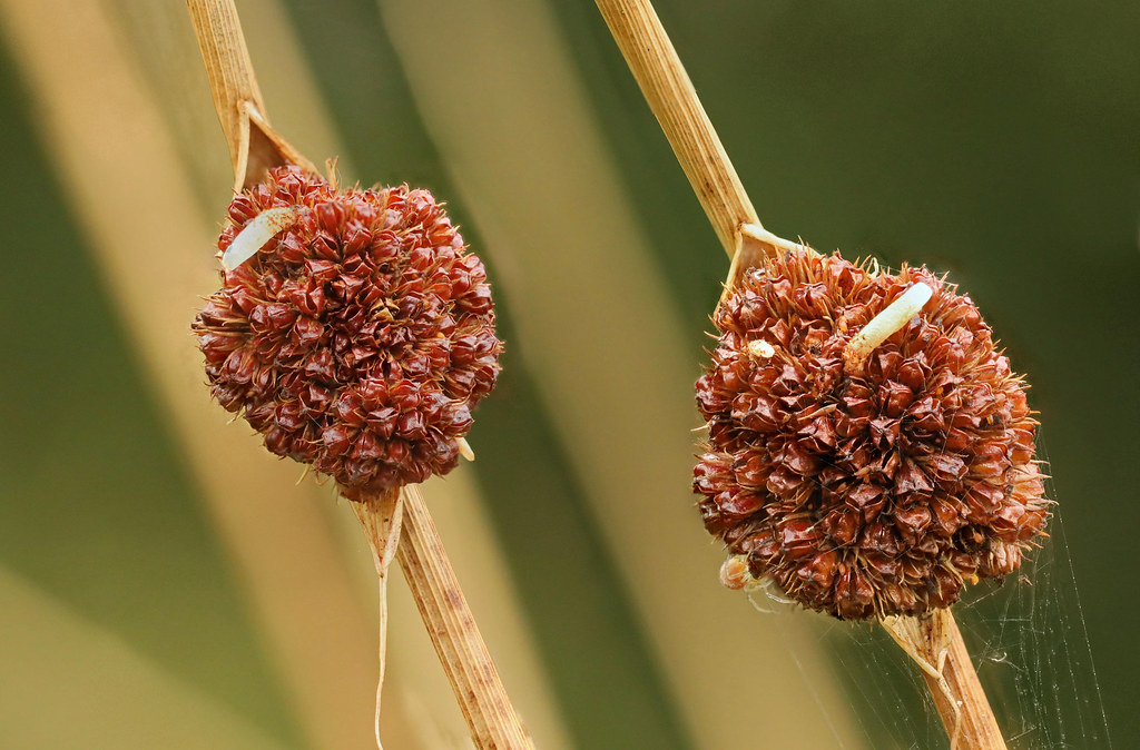 Foto van Biezenknoppen