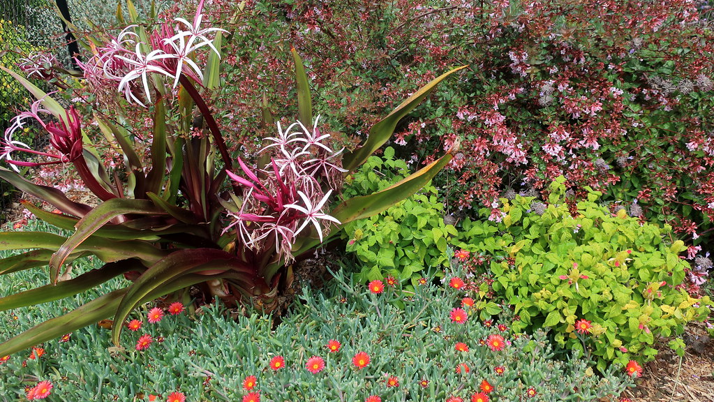 Foto van Garnaalplant